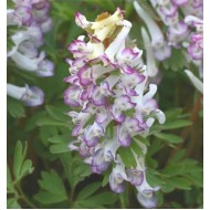 Bulbi corydalis Merlin - 1 bucată