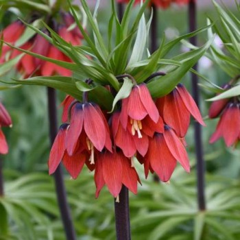 Bulbi fritillaria Red Beauty - 1 bucată Bulbi fritillaria Red Beauty - 1 bucată