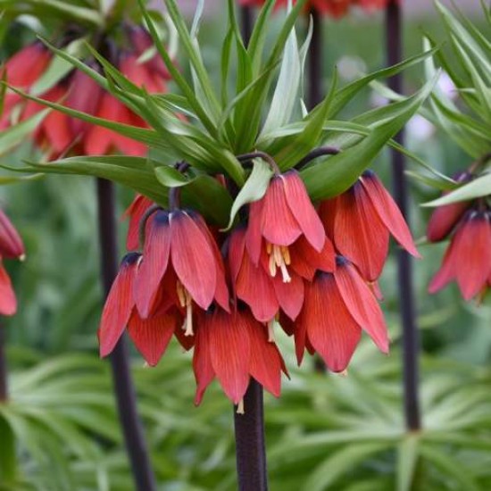 Bulbi fritillaria Red Beauty - 1 bucată