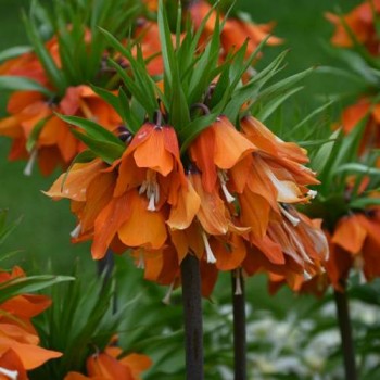 Bulbi fritillaria eduardii Sunrise - 1 bucată, soi cu inflorire timpurie, bulbi si flori fara miros Bulbi fritillaria eduardii Sunrise - 1 bucată, soi cu inflorire timpurie, bulbi si flori fara miros