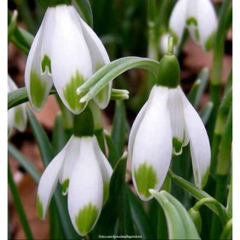 Bulbi ghiocei Viridi-apice - 1 bucată (1 bulb), raritate Bulbi ghiocei Viridi-apice - 1 bucată (1 bulb), raritate