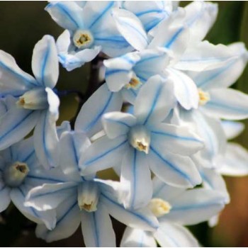 Bulbi ghiocei rusești (puschkinia) - Pachet 5 bucăți Bulbi ghiocei rusești (puschkinia) - Pachet 5 bucăți