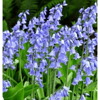 Bulbi hyacinthoides non scripta albastră- Pachet 10 bucăți (zambile spaniole)