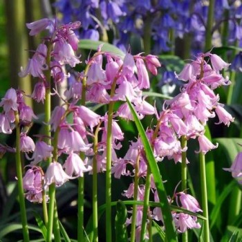 Bulbi hyacinthoides Rosea non scripta - Pachet 10 bucăți (zambile spaniole), PARFUMATE