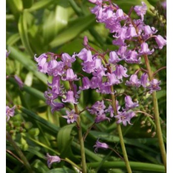 Bulbi hyacinthoides Rosea non scripta - Pachet 10 bucăți (zambile spaniole), PARFUMATE
