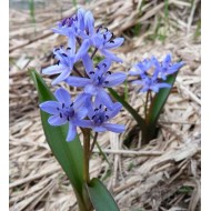 Bulbi viorele albastre - Pachet 10 bucăți Bulbi viorele albastre - Pachet 10 bucăți