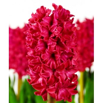 Bulbi zambile Amore - Pachet 3 bucăți