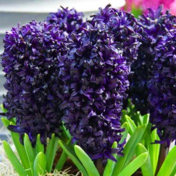 Bulbi zambile Midnight Sky - 1 bucată !!!