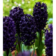 Bulbi zambile Midnight Sky - 1 bucată !!!