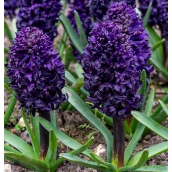 Bulbi zambile Midnight Sky - 1 bucată !!! Bulbi zambile Midnight Sky - 1 bucată !!!