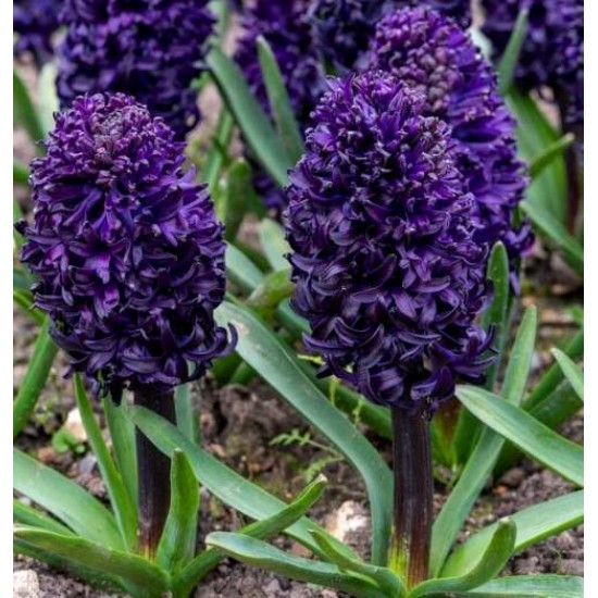 Bulbi zambile Midnight Sky - 1 bucată !!! Bulbi zambile Midnight Sky - 1 bucată !!!