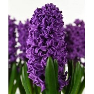 Bulbi zambile Purple Storm - Pachet 3 bucăți Bulbi zambile Purple Storm - Pachet 3 bucăți