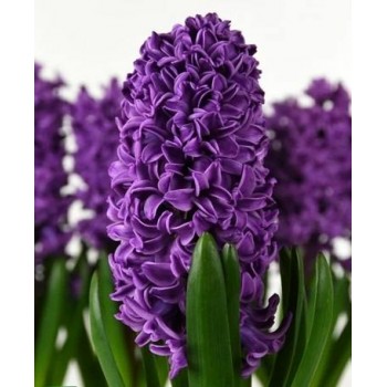 Bulbi zambile Purple Storm - Pachet 3 bucăți