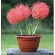 Bulbi scadoxus multiflorus - 1 bucată