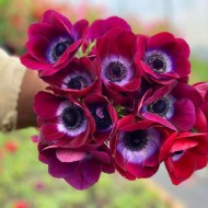 Bulbi anemone Bordeaux - Pachet 5 bucăți, Mistral ®, italiene