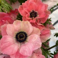 Bulbi anemone Pinkie - Pachet 5 bucăți, Mistral ®, italiene
