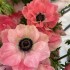Bulbi anemone Pinkie - Pachet 5 bucăți, Mistral ®, italiene Bulbi anemone Pinkie - Pachet 5 bucăți, Mistral ®, italiene
