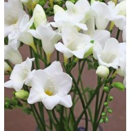 Bulbi frezii albe - Pachet 10 bucăți