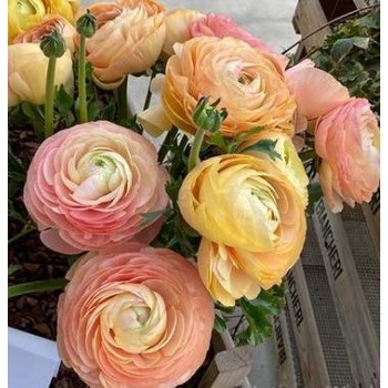 Bulbi ranunculus Pastello - Pachet 5 bucăți, seria Elegance, italian