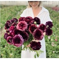 Bulbi ranunculus Viola - Pachet 5 bucăți, seria Elegance, italian