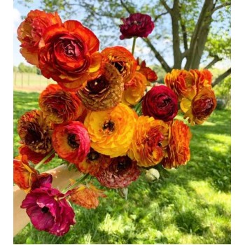 Bulbi ranunculus Picotee Caffe - Pachet 10 bucăți