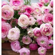 Bulbi ranunculus Picotee roz - alb - Pachet 10 bucăți