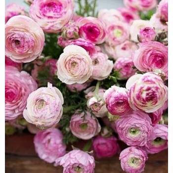 Bulbi ranunculus Picotee roz - alb - Pachet 10 bucăți