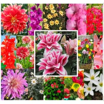 Pachet 101 bulbi "Gradina Armoniei", ambalati si etichetati separat Pachet 101 bulbi "Gradina Armoniei", ambalati si etichetati separat