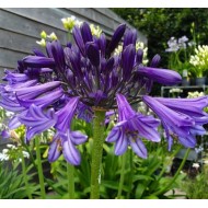 Bulbi agapanthus Black Pantha - 1 bucată, plantă LA GHIVECI 9 cm