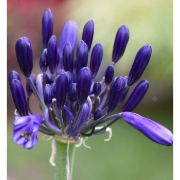 Bulbi agapanthus Black Pantha - 1 bucată, plantă LA GHIVECI 9 cm Bulbi agapanthus Black Pantha - 1 bucată, plantă LA GHIVECI 9 cm