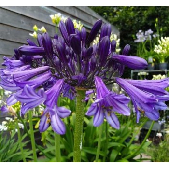 Bulbi agapanthus Black Pantha - 1 bucată, plantă LA GHIVECI 9 cm Bulbi agapanthus Black Pantha - 1 bucată, plantă LA GHIVECI 9 cm