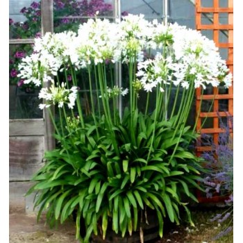 Bulbi agapanthus Polar Ice - 1 bucată, plantă LA GHIVECI 9 cm