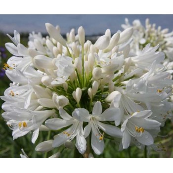 Bulbi agapanthus Polar Ice - 1 bucată, plantă LA GHIVECI 9 cm