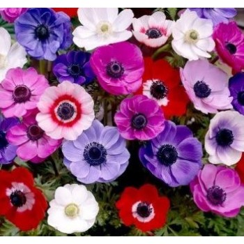 Bulbi anemone De Caen simple mixte - Pachet 10 bucăți