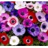 Bulbi anemone De Caen simple mixte - Pachet 10 bucăți