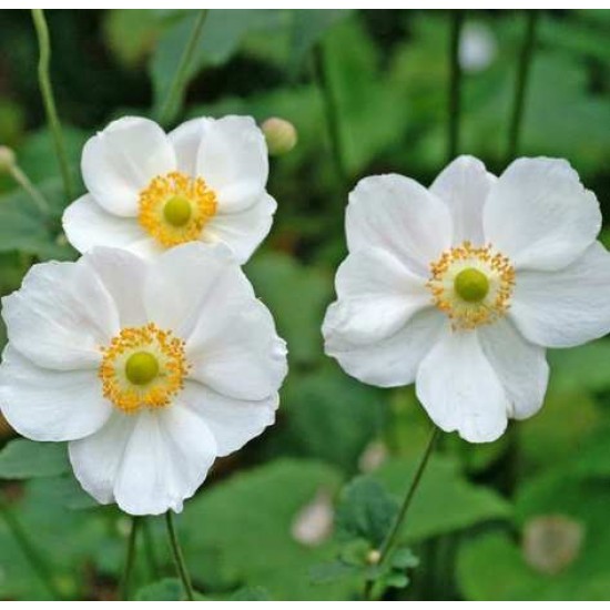 Bulbi anemone The Bride - Pachet 10 bucăți Bulbi anemone The Bride - Pachet 10 bucăți