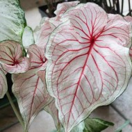 Bulbi caladium Florida Sweethearth - 1 bucată (1 bulb)