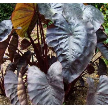 Bulbi Colocasia esculenta Black Coral - 1 bucată (1 bulb)