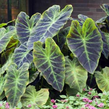 Bulbi Colocasia esculenta Illustris - 1 bucată (1 bulb)