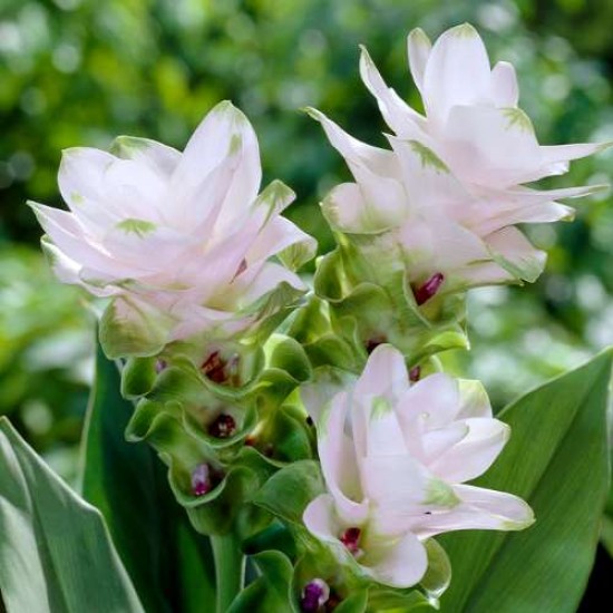 Bulbi curcuma albă - 1 bucată (lalea thailandeză) Bulbi curcuma albă - 1 bucată (lalea thailandeză)