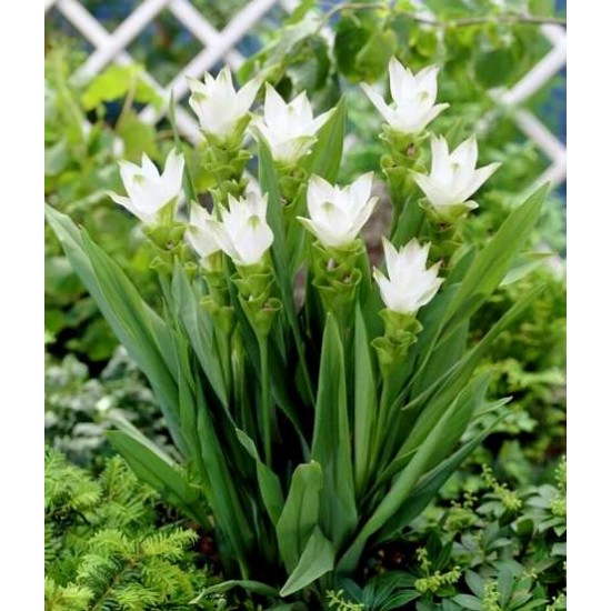 Bulbi curcuma albă - 1 bucată (lalea thailandeză) Bulbi curcuma albă - 1 bucată (lalea thailandeză)