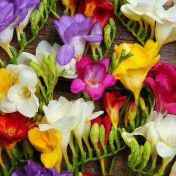 Pachet 100 bulbi frezii mixte PARFUMATE