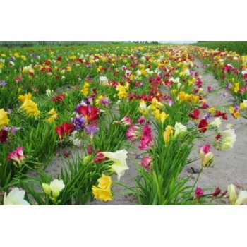 Pachet 100 bulbi frezii mixte PARFUMATE