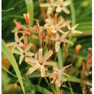 Bulbi ixia Eos - Pachet 10 bucăți