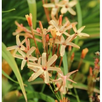 Bulbi ixia Eos - Pachet 10 bucăți