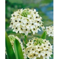 Bulbi crini ornithogalum saundersiae - 1 bucată, bulbi MARI