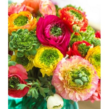 Bulbi ranunculus Festival mixt - Pachet 5 bucăți, seria Elegance, italian, calitatea a II-a