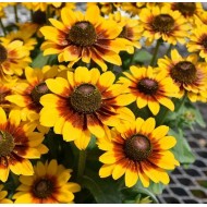 Bulbi rudbeckia Toto Rustic - 1 bucată (rădăcină ambalată în turbă)
