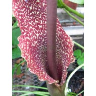 Bulbi sauromatum venosum (crin voodoo) - 1 bucată, bulbi MARI