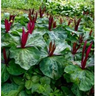 Bulbi trillium cuneatum - 1 bucată (rădăcină), rezistă la îngheț